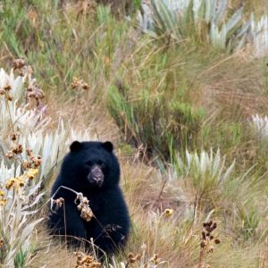 Caminata Páramo de Chingaza, Sendero Rincón del Oso y Peñas Blancas