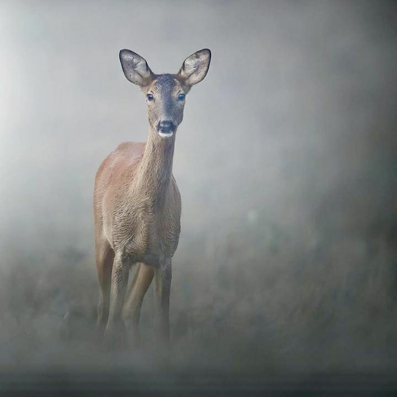 Caminata Páramo de Chingaza, Sendero Rincón del Oso y Peñas Blancas - Imagen 2