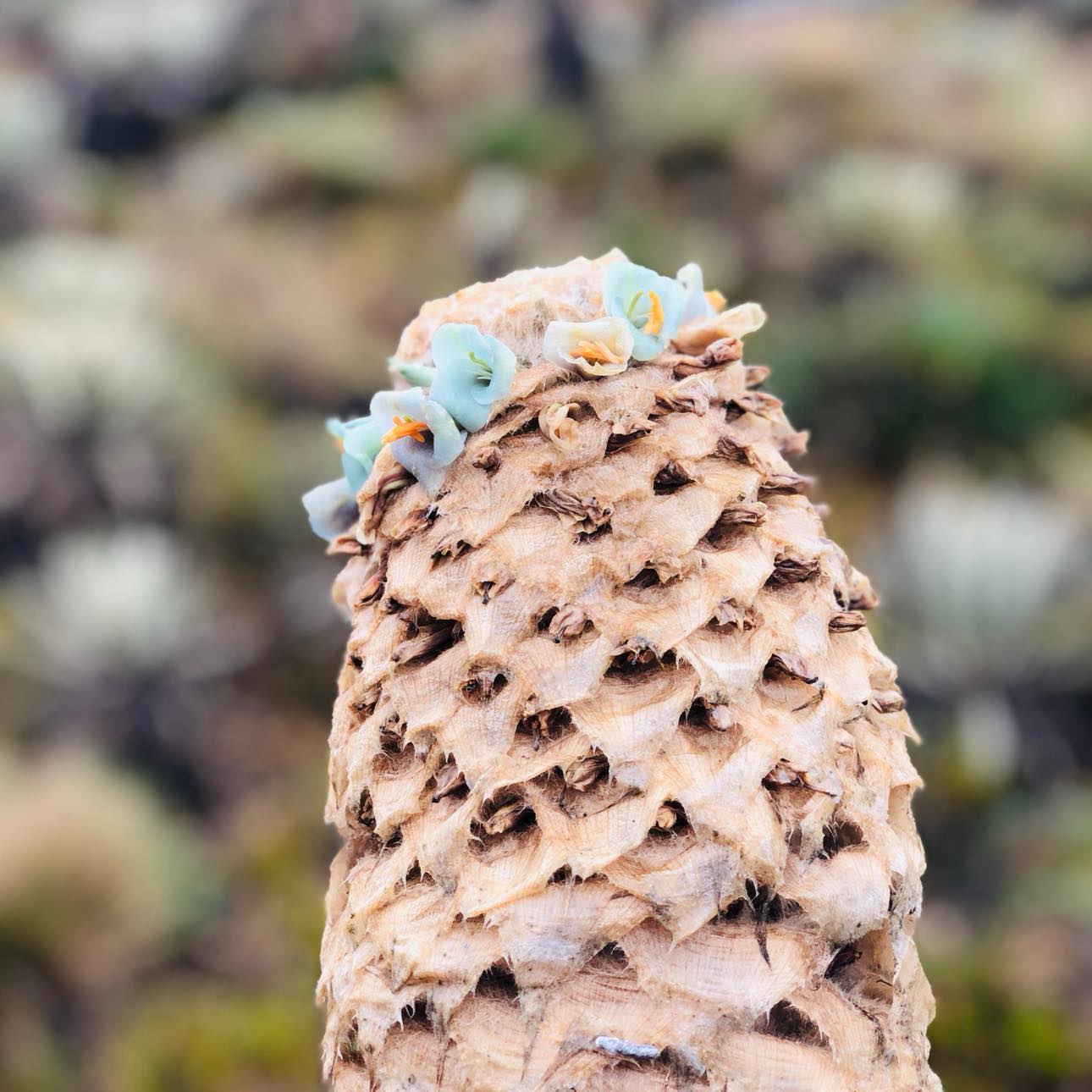 Caminata Páramo de Sumapaz, el más grande del mundo - Imagen 6