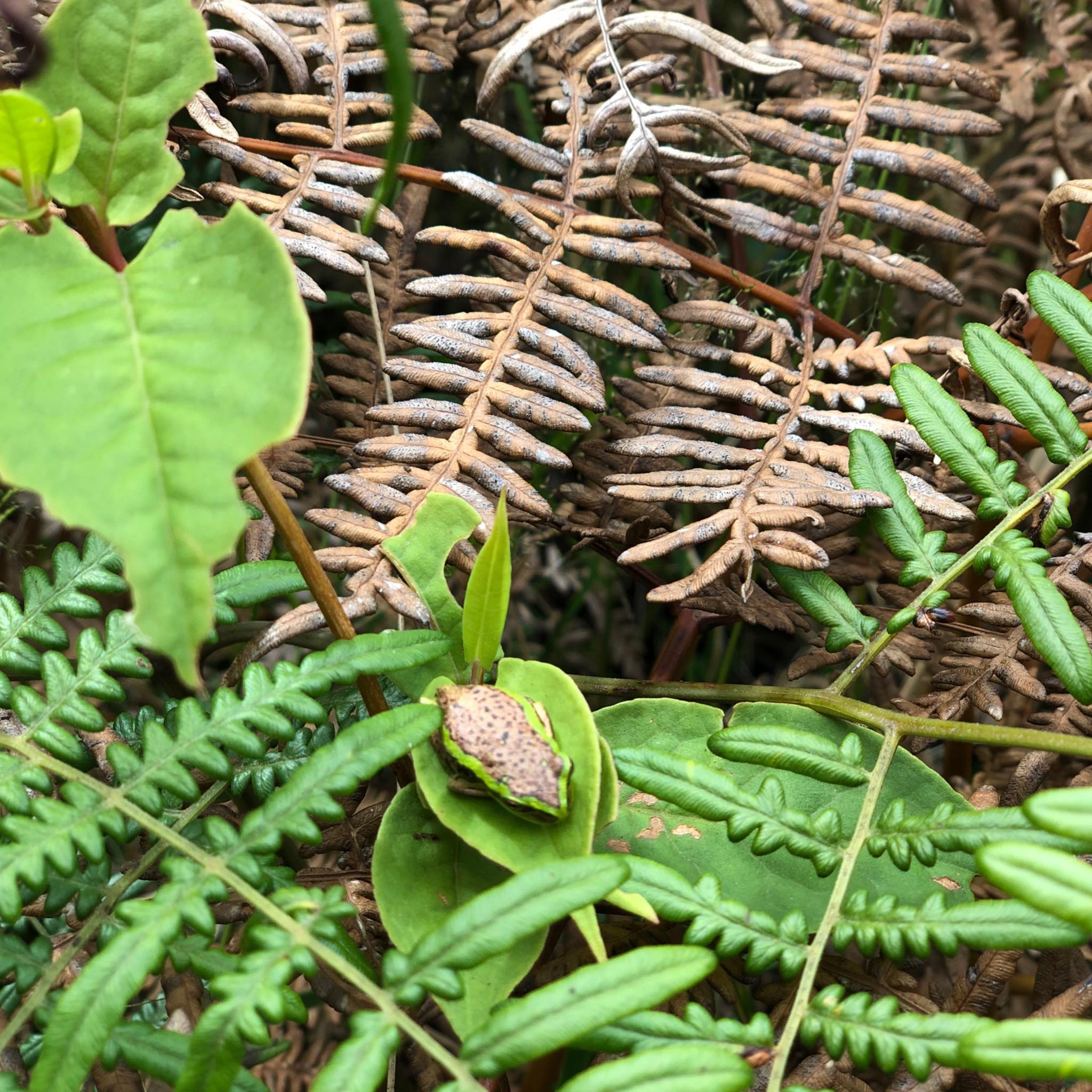 Caminata 7 Cascadas de Mundo Nuevo - Imagen 5