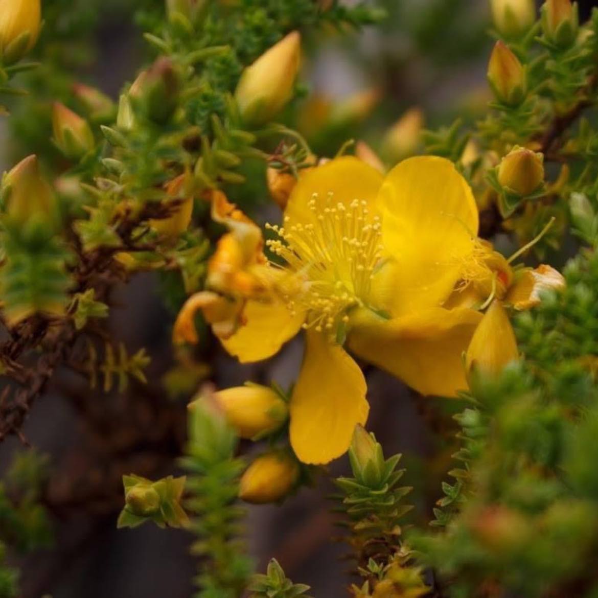 Caminata Lagunas de Siecha en PNN Chingaza - Imagen 5
