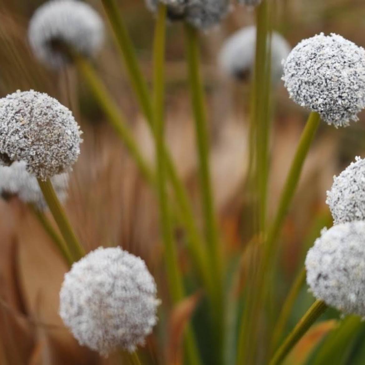 Caminata Lagunas de Siecha en PNN Chingaza - Imagen 7