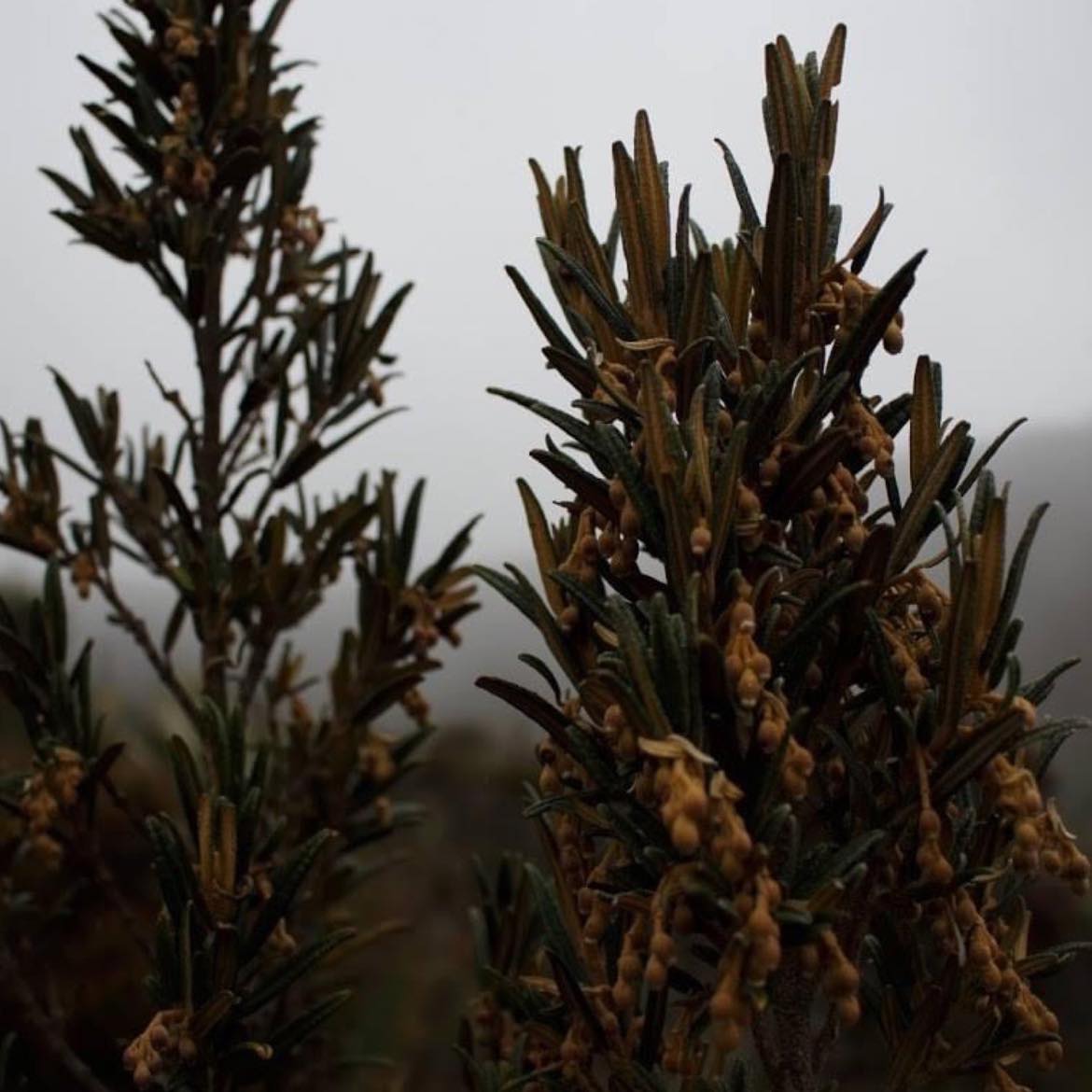 Caminata Lagunas de Siecha en PNN Chingaza - Imagen 8