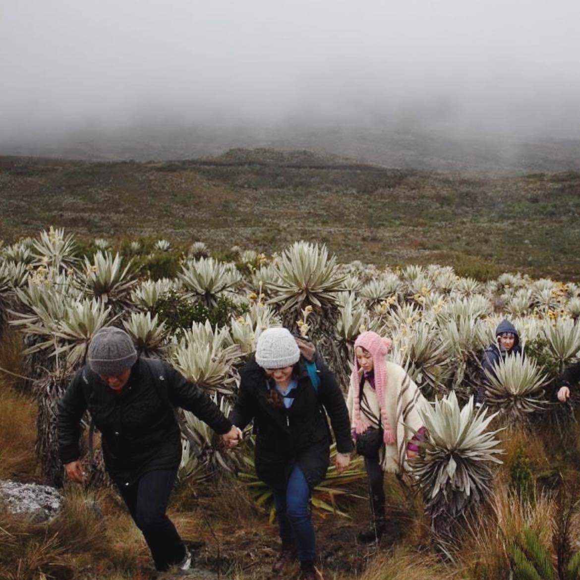 Caminata Lagunas de Siecha en PNN Chingaza - Imagen 9