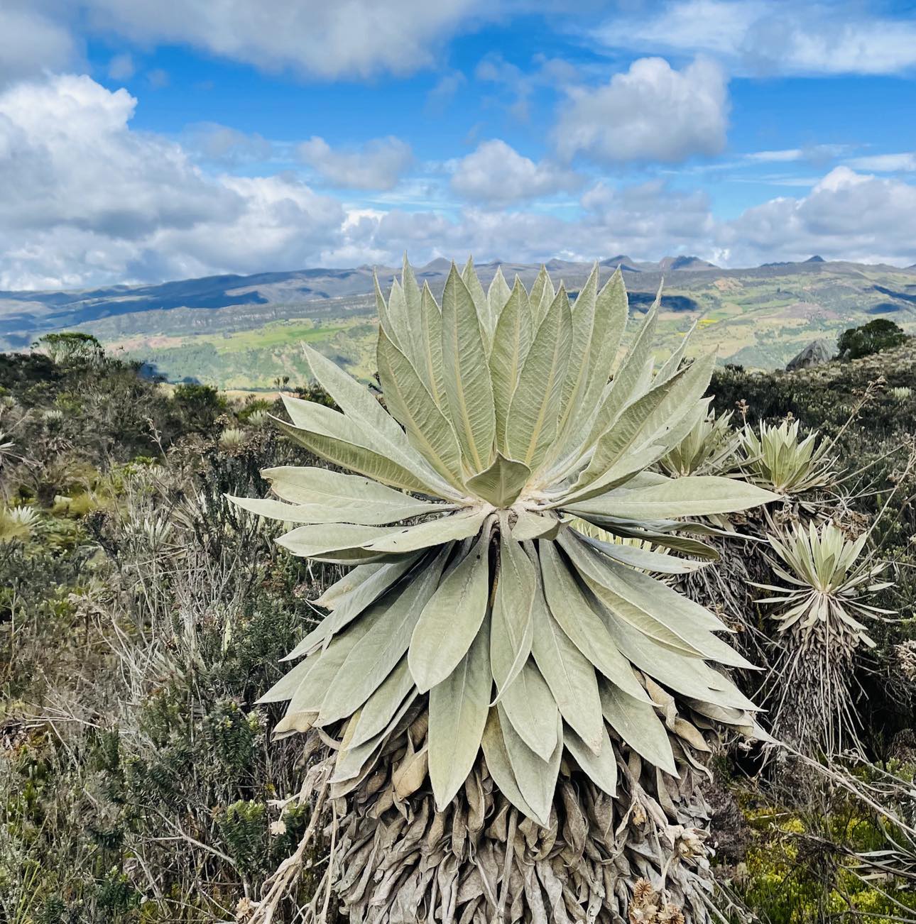 Caminata Páramo de Sumapaz, el más grande del mundo - Imagen 4
